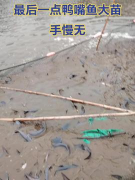 智叟漁業 融合科技創新與生態智慧，引領現代漁業新篇章