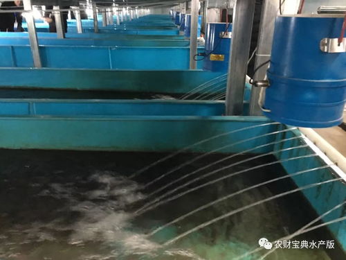 聚焦四川 萬畝鱸魚產(chǎn)業(yè)謀轉(zhuǎn)型，萬噸飼料支撐探新路