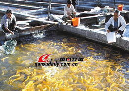 提高漁用飼料養(yǎng)殖效果應(yīng)注意的幾個問題