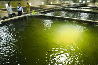 即墨首次引進(jìn)4000尾鰣魚 年耗10余萬飼料背后的產(chǎn)業(yè)新篇